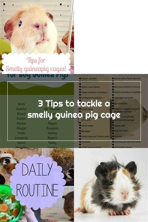 Guinea Pig Care 3 Tips To Tackle A Smelly Guinea Pig Cage