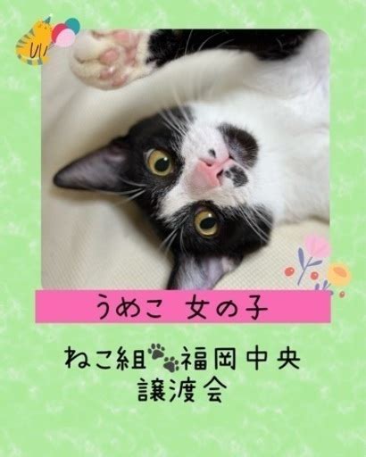 抱っこ大好き人も猫も大好きな女の子 ねこ組福岡中央 福岡の猫の里親募集｜ジモティー