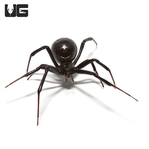 Western Black Widow Spider Latrodectus Hesperus For Sale