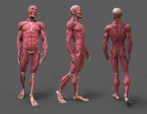 Рисуй сейчас Human muscle anatomy Human anatomy Human anatomy for