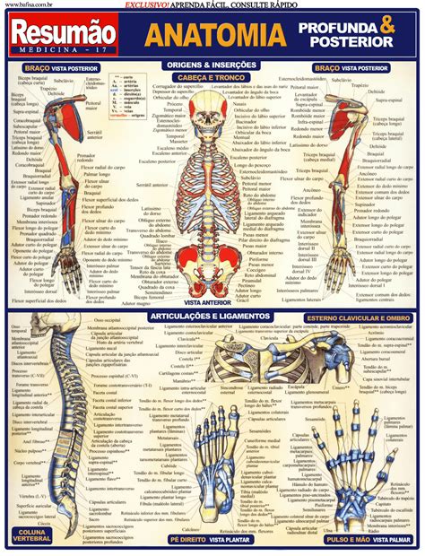 Anatomia Humana Livro Pdf