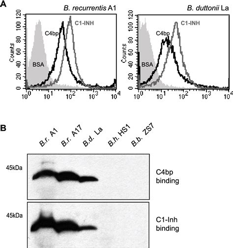 Table From Human Complement Regulators C B Binding Protein And C