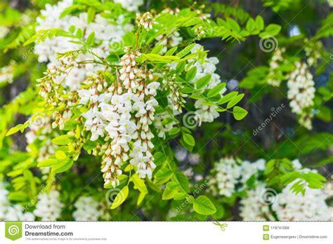 Flores Do Pseudoacacia Do Robinia Foto De Stock Imagem De Mola