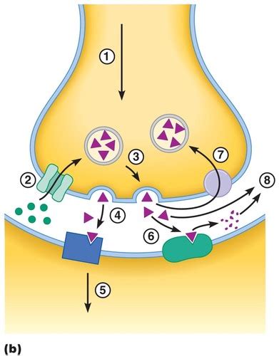 Synaptic Transmission Flashcards Quizlet