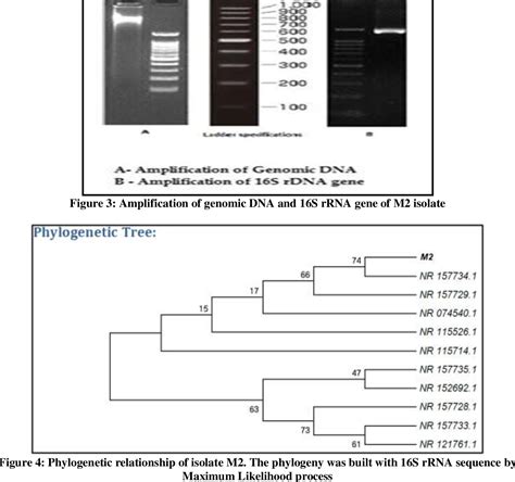 Figure 2 From Screening And Optimization Of Candidate Alkaline Protease