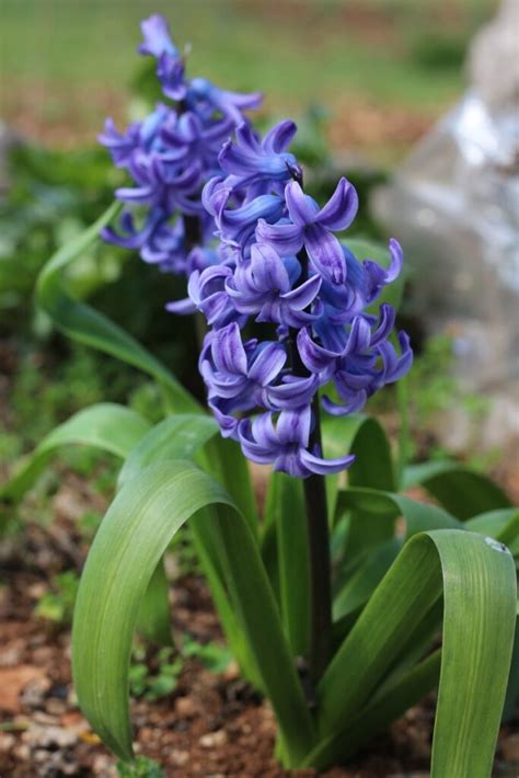 Hyacinth Flower Meaning and Stunning Symbolism | Florgeous