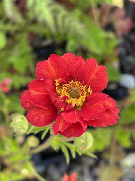 Geum Chiloense Mrs J Bradshaw Tantalus Plant Nursery And Flower Farm