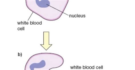 Phagocytosis Gcse Science Paper 1 Pinterest Aqa And Gcse Science