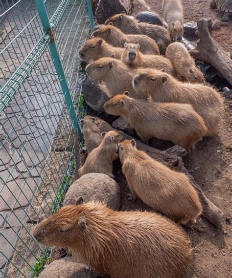 Harper On Twitter Rt Capybara Man