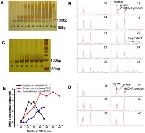 PAGE Electropherograms Of PCR Reaction Mixtures For Amplification Of A