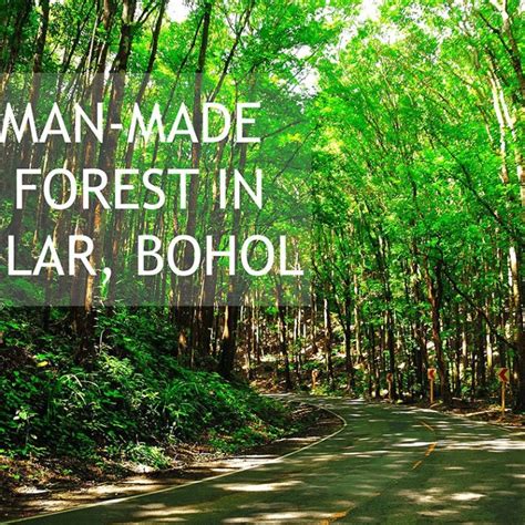 Man-Made Forest in Bilar Bohol » Shellwanders