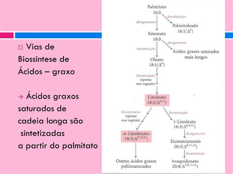 PPT Biossintese e OXIDAÇÃO DE Ácidos graxos PowerPoint Presentation