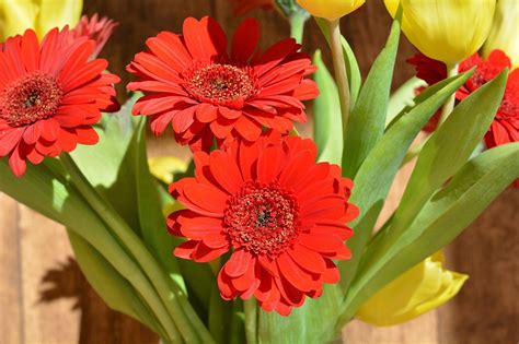 Fiori per la laurea? Ecco i fiori da regalare alla neodottoressa