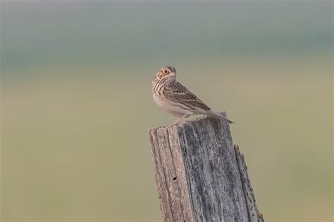 Vesper Sparrow Pooecetes Gramineus Bennett Mountain Road Flickr