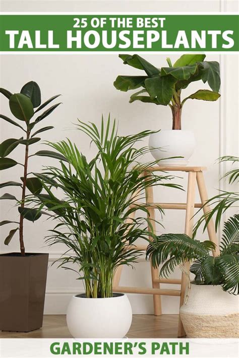 The Best Tall Houseplants: 25 Tree-Like Plants to Grow Indoors