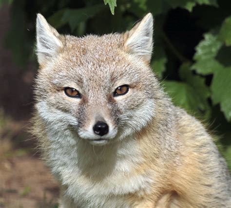 Foxecology: One pose, okay? Then I'm like tired.