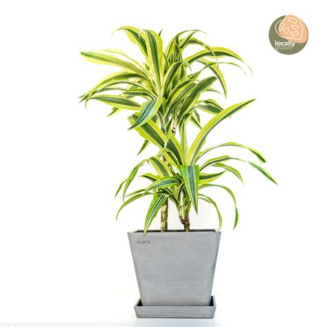 2in1 Dracaena Lemon Lime M2 In Ecopots Shopleaf Plant Studio