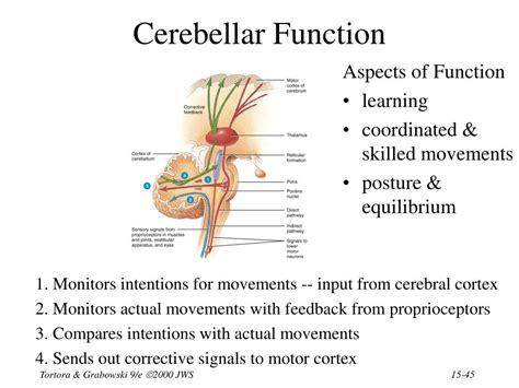 Ppt Chapter Sensory Motor Integrative Systems Powerpoint