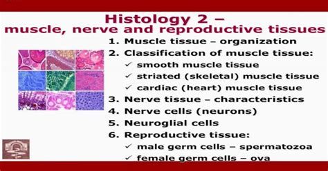 Pdf Histology 2 Muscle Nerve And Reproductive Tissues Nerve And Histology 2 Muscle Nerve