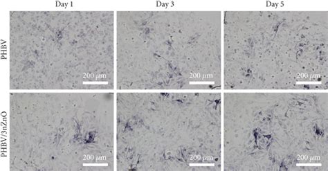 Alp Staining Images Of Mg Cells On Phbv And Phbv Nzno Scaffolds