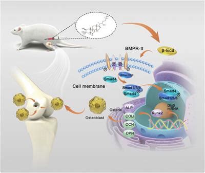 Frontiers Ecdysterone Enhanced Bone Regeneration Through The Bmp