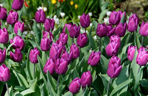 Purple Prince Best Flower Bulbs