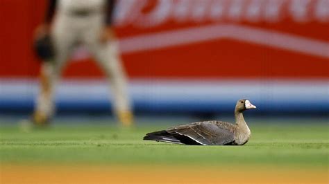 Video Wild Goose Gets Loose On The Field At Dodger Stadium During Game