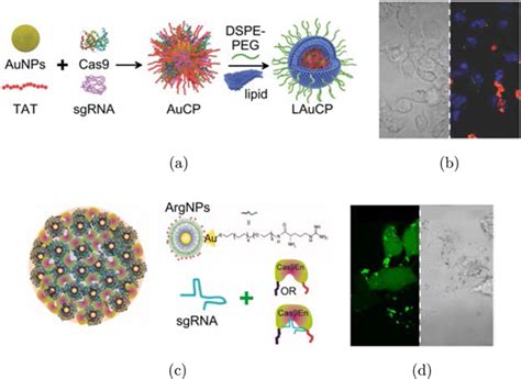 Aunp Based Strategies For Homogeneous Dna Detection A Aggregation Of