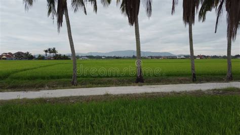 A Field Of Coconut Palm Trees As Seen From Above Stock Video Video Of