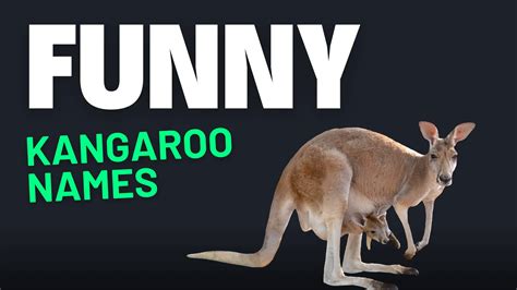 350+ Funny Kangaroo Names + AI Generator