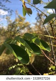 Close Robinia Pseudoacacia Plant Black Locust Stock Photo 1528927226