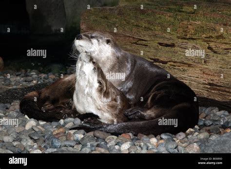 Otters at the Seattle Aquarium Stock Photo - Alamy