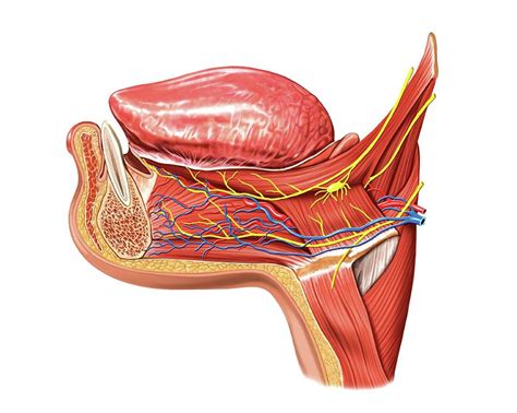 Head Muscles Photograph By Asklepios Medical Atlas Pixels Porn Sex