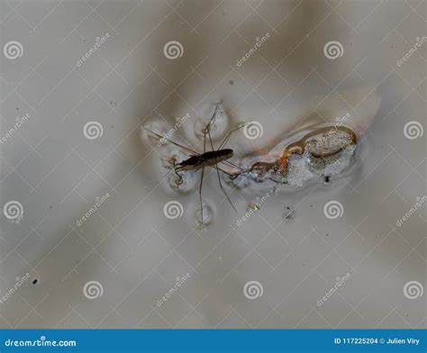 Gerridae Water Strider View Walking on Water and Mating Stock Photo ...