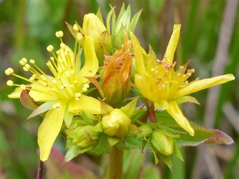 Photographs Of Hypericum Tetrapterum UK Wildflowers Cluster Of Flowers