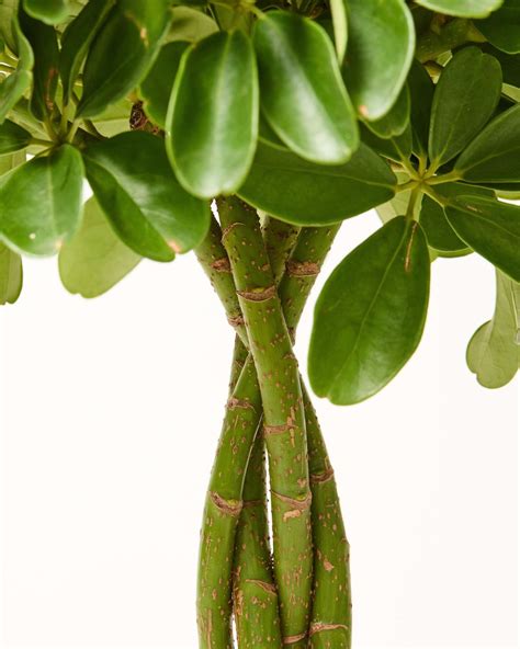 Braided Umbrella Tree Plant Schefflera The Stem