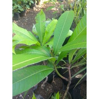 Jual Bibit Pohon Kemang/Tanaman Buah Kemang Langka | Shopee Indonesia