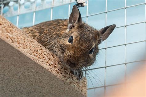 Degu Cage Setup (What They Need In Their Cage)