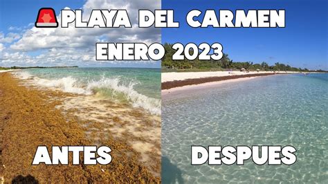 PLAYA DEL CARMENSE FUE EL SARGAZOEN EL MEJOR MOMENTO INCREIBLE HOY