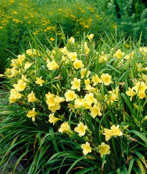 Landscaping With Daylilies Longfield Gardens In 2020 Longfield