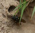 Category:Crabronidae nests - Wikimedia Commons