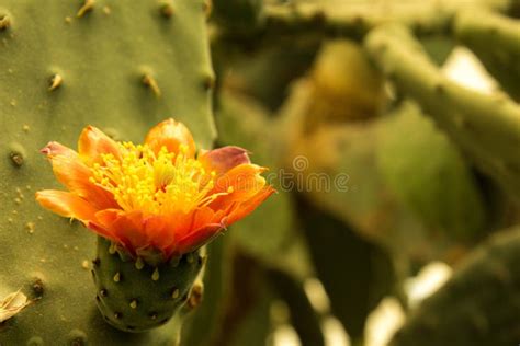 Malva Di Fioritura Del Rosso Chiaretto Nel Primo Piano Del Giardino Di