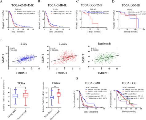 Tmbim1 Regulates The Sensitivity Of Gbm Cells To Tmz A B Download Scientific Diagram