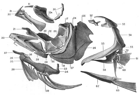 Fish bones - The Australian Museum