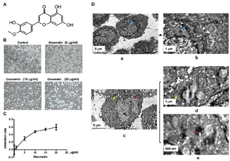 Dios Induces The Loss Of Hepg2 Cells Viability A Chemical Structure