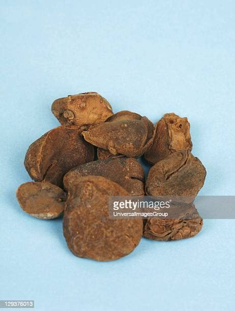 74 Kola Nut Stock Photos, High-Res Pictures, and Images - Getty Images