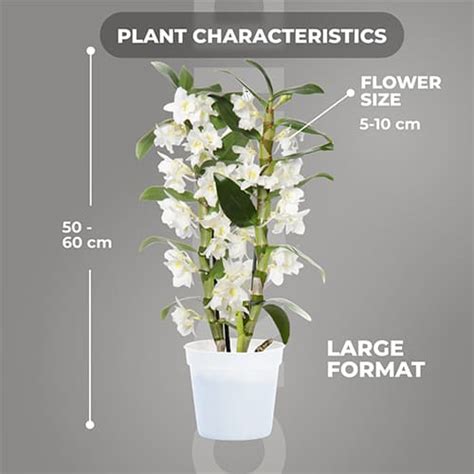 Dendrobium Orchid Appolon 2 Spikes For Sale Online In EU Directly