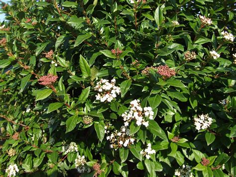 Viburnum Tinus 2 Vivaio Roma Garden