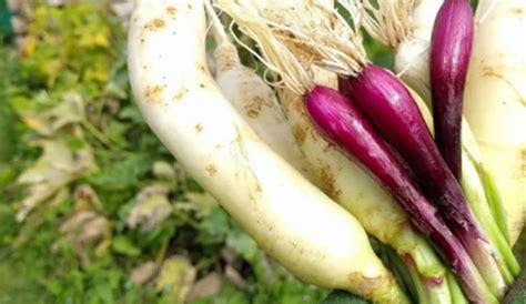 Amazing Health Benefits And Side Effects Of Radish Or Mooli In Hindi रोजाना मूली का सेवन करने