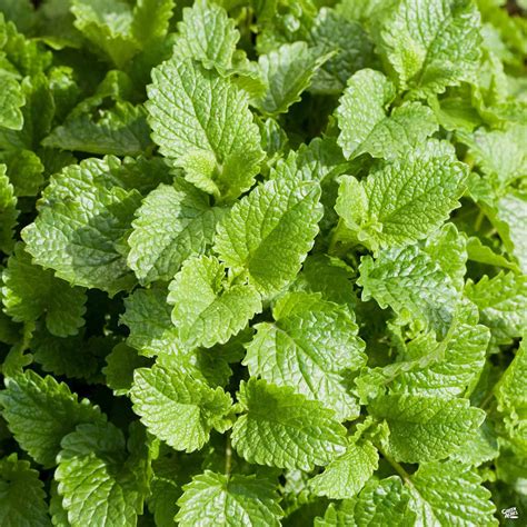 Lemon Balm — Green Acres Nursery & Supply